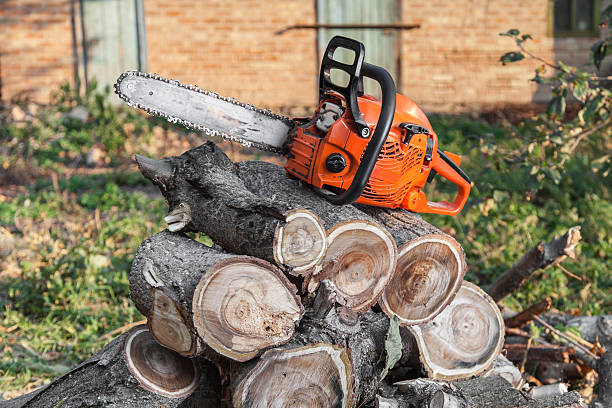 The Steps Involved in Our Tree Care Process in Wheaton, IL